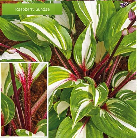 Hostas "Raspberry Sundae" 2 stādi